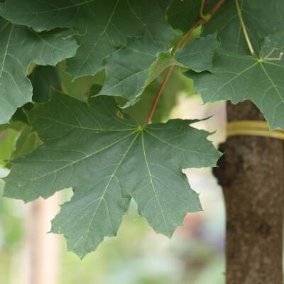 Acer platanoides columnare 2